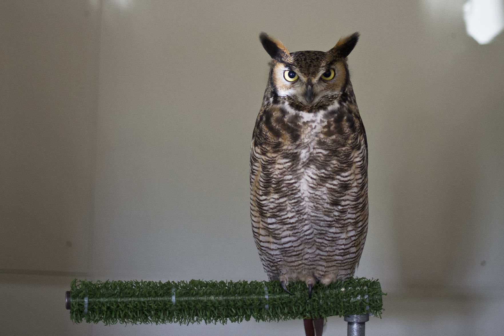 International Owl Awareness Day 04